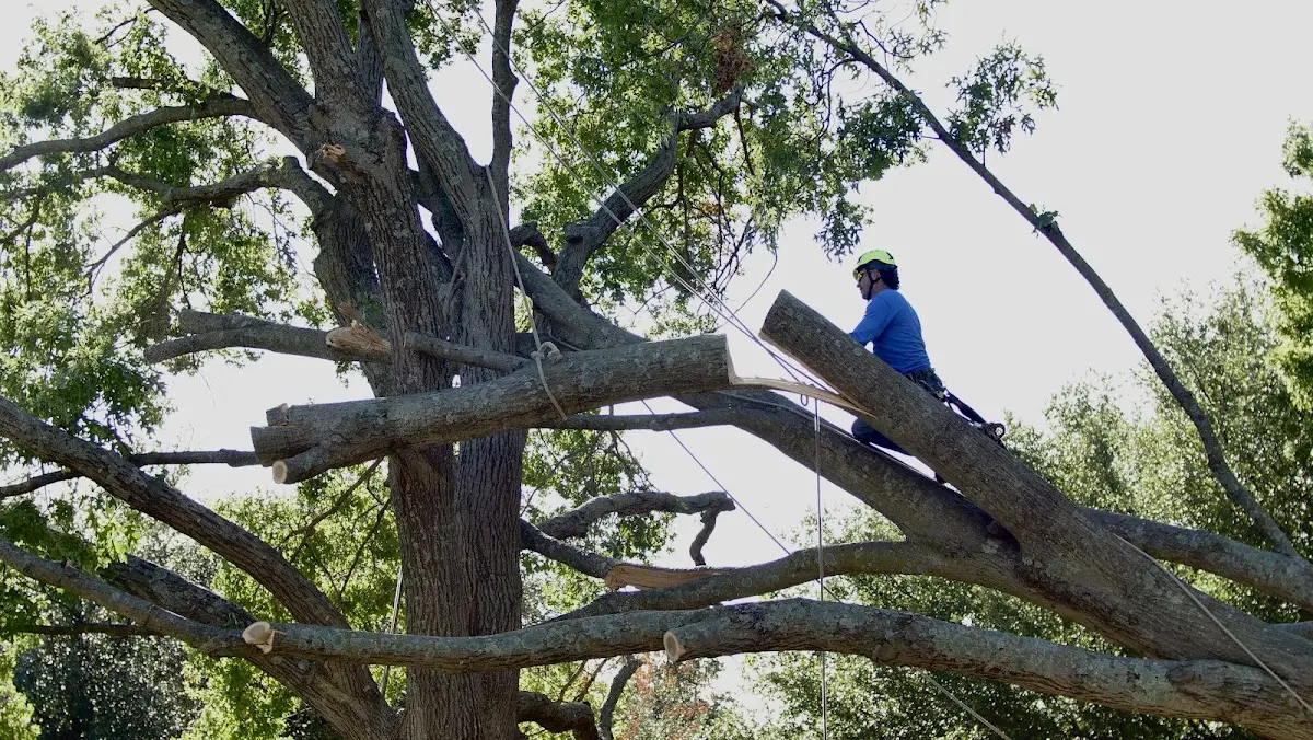 Professional Crown Thinning performed by certified arborists in Chateaugay