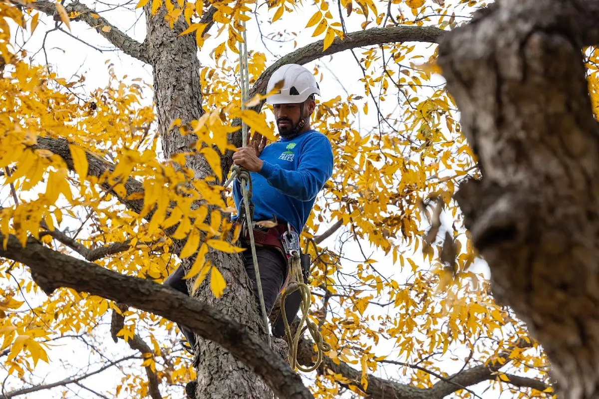 Skilled Tree Transplanting crew working in Chateaugay